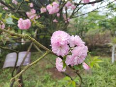 -南山植物园