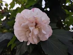 -中央公园(苏州工业园区)
