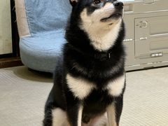 -逗柴咖啡屋·狗咖猫咖宠物桌游