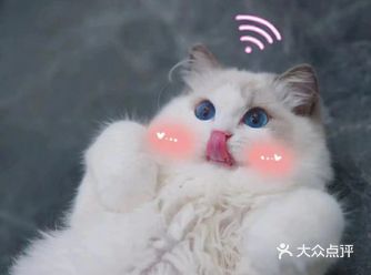 onecat壹猫宠物工作室]东方之门|一9