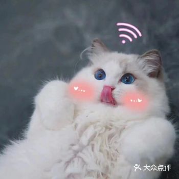 onecat壹猫宠物工作室]东方之门|一9
