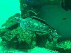 -瑞德姆美人鱼海底演艺主题餐厅(亚龙湾店)