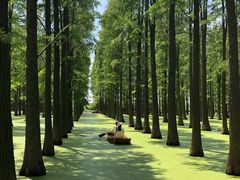 -渌洋湖湿地公园