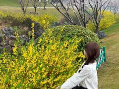 -羊山湖公园