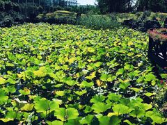 -南通洲际绿博园