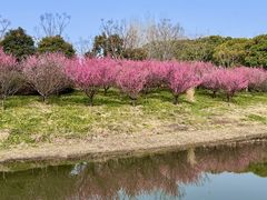 -同里国家湿地公园