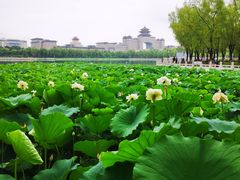 -莲花池公园