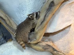 -Zoolung Zoolung动物主题公园(海信广场店)