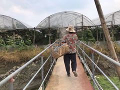 -马陆小张葡萄园农家乐