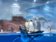 -海合安成都极地海洋公园