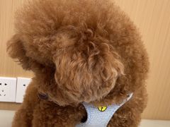 -瑞派康怡24h宠物医院·犬猫医疗中心·微创绝育(瑞景分院)
