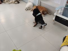 -汪说·狗咖·拼豆·宠物周边DIY(旺城大厦店)