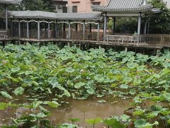 -长洲岛