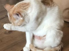 -纳吉亚猫专科动物医院(康都外科中心)