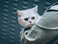 -瑞派名望志远动物医院·猫科·內科·异宠专科(直港大道店)