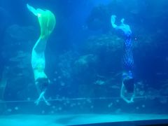 -邯郸海洋世界