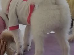 -怪兽屋·羊驼·猫咖·狗咖(俊华广场店)