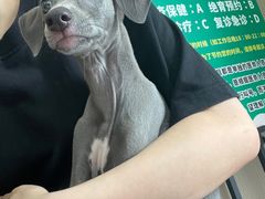 -半岛宠物医院24小时(科华中路店)