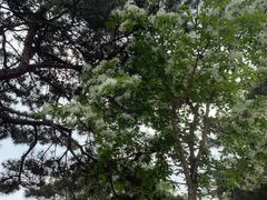 -北京西山国家森林公园