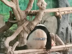 -灵玲国际马戏城