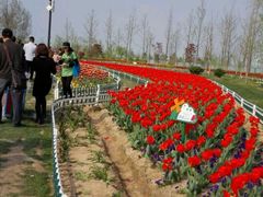 android_upload_pic-荷兰花海
