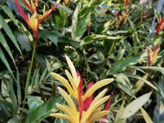 -新加坡植物园