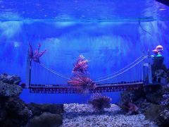 -太平洋海底世界