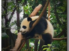 -成都大熊猫繁育研究基地