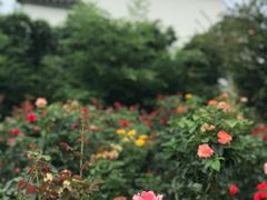 -武汉紫薇都市田园