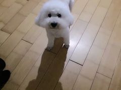 -瑞派宠物医院·24小时骨科·心脏·核磁(哈尔滨南岗店)