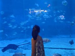 -烟台海昌鲸鲨海洋公园