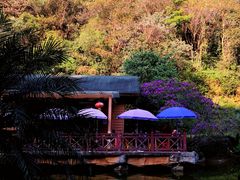 -云溪植物园