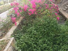 -亚龙湾国际玫瑰谷
