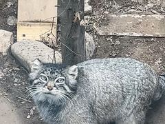 -青藏高原野生动物园