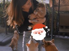 -柴犬高等学院·狗咖·柴犬售卖·宠物训练