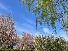 -海棠花溪(元大都城垣遗址公园)