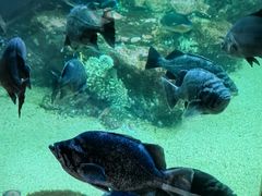-西雅图水族馆