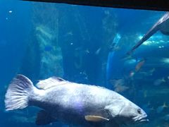 -悉尼海洋生物水族馆