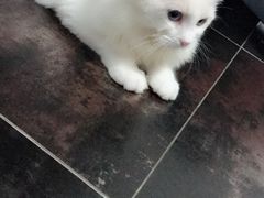 -Bastet sally猫舍购宠(静安店)