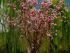 -海棠花溪(元大都城垣遗址公园)