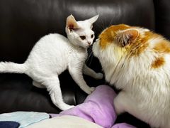 -唐小姐の猫狗洗护·购宠旗舰店(周浦万达店)