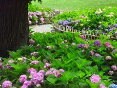 -上海共青森林公园