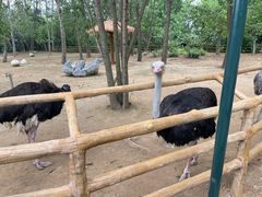 -大连森林动物园