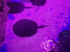 -顺德南宏海立方海洋公园