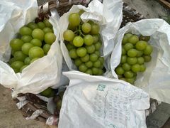 -马陆小张葡萄园农家乐