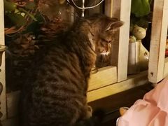 -海边的猫和咖啡馆