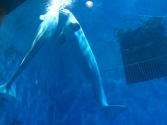 -芜湖新华联大白鲸海洋公园