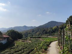 -中国茶叶博物馆(双峰馆区)