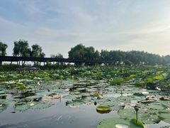 -焦岗湖旅游度假区