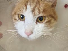 -瑞派·关忠动物医院·猫专科·犬专科(三环新城店)